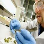 Marijuana must be tested by a forensic analyst or a field test kit